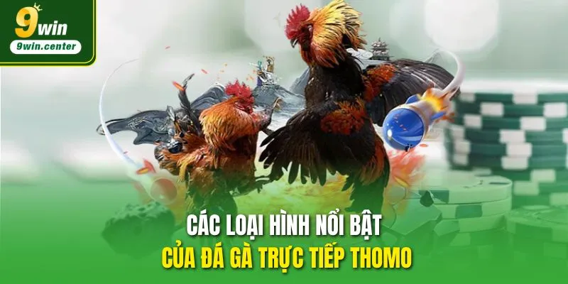 Các loại hình nổi bật của đá gà trực tiếp Thomo
