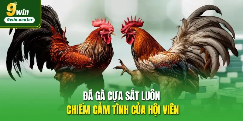 Đá Gà Cựa Sắt luôn chiếm cảm tình của hội viên