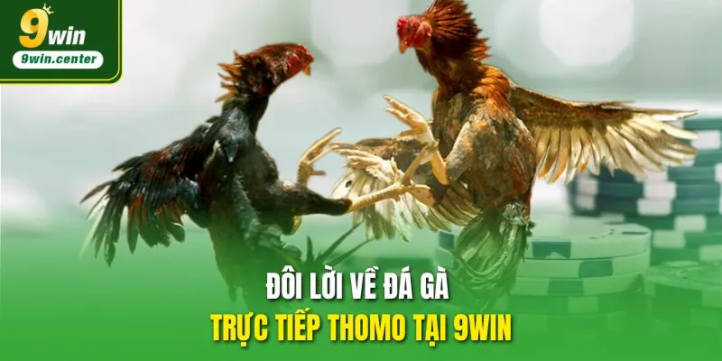 Đôi lời về đá gà trực tiếp Thomo tại 9WIN